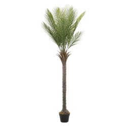 PA Palmier 210 cm Plante...
