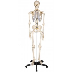 Squelette humain 01 NEUF...