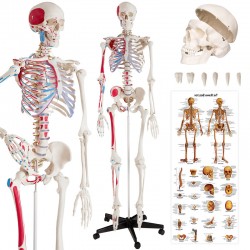 Squelette humain 02 NEUF...